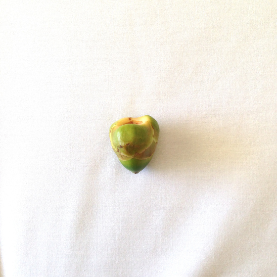 IMG_5098