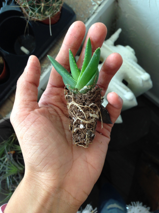 SUCCULENTS / tahsin, the good