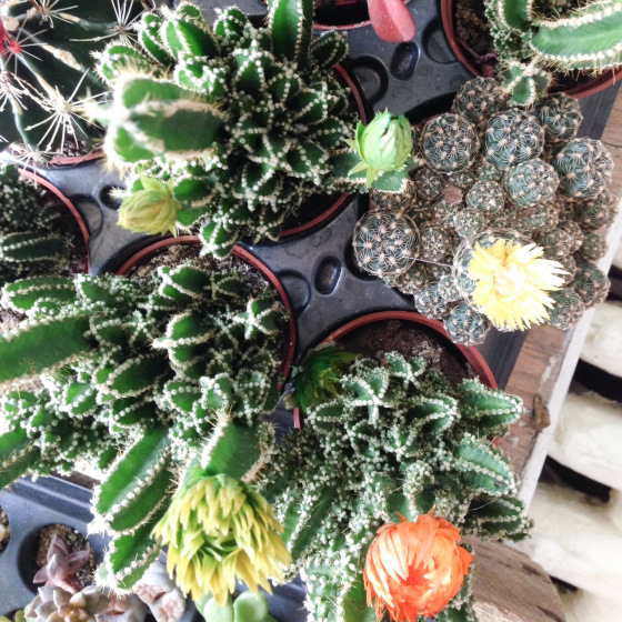 CACTI / tahsin, the good