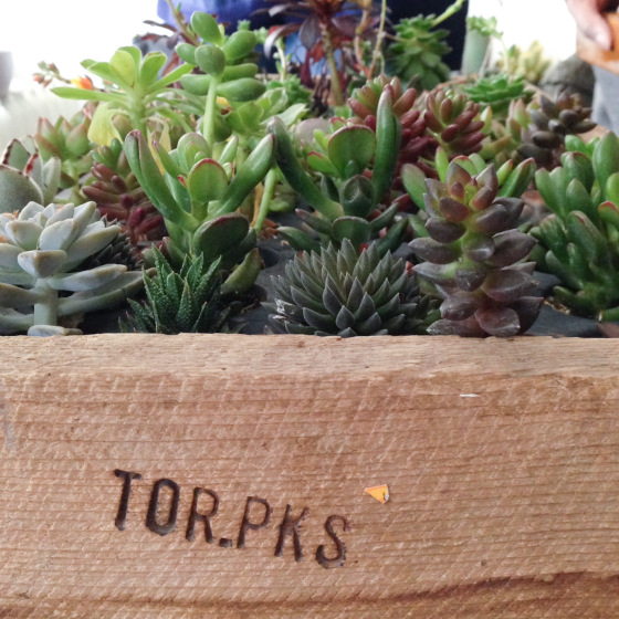 SUCCULENTS / tahsin, the good